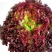 越冬花青素爆棚的紫韵-深紫色生菜种子罗马生菜种子精品