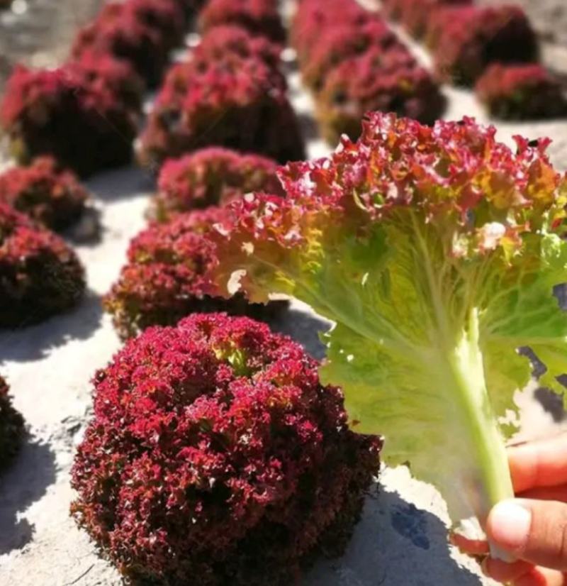 越冬花青素爆棚的紫韵-深紫色生菜种子罗马生菜种子精品