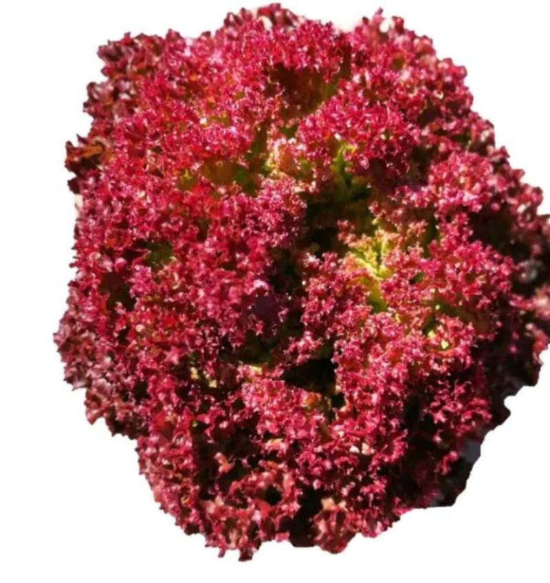 越冬花青素爆棚的紫韵-深紫色生菜种子罗马生菜种子精品