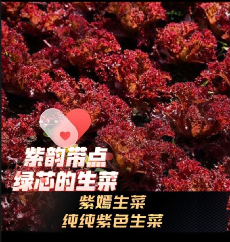 越冬花青素爆棚的紫韵-深紫色生菜种子罗马生菜种子精品