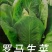 越冬花青素爆棚的紫韵-深紫色生菜种子罗马生菜种子精品
