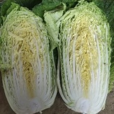 黄心大白菜