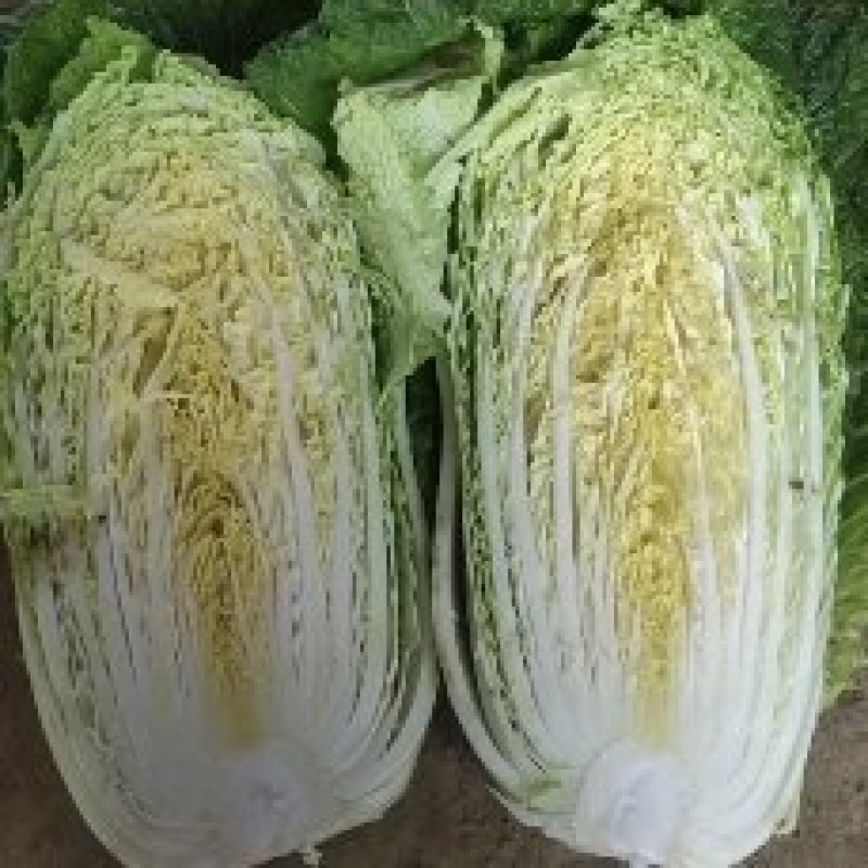 黄心大白菜