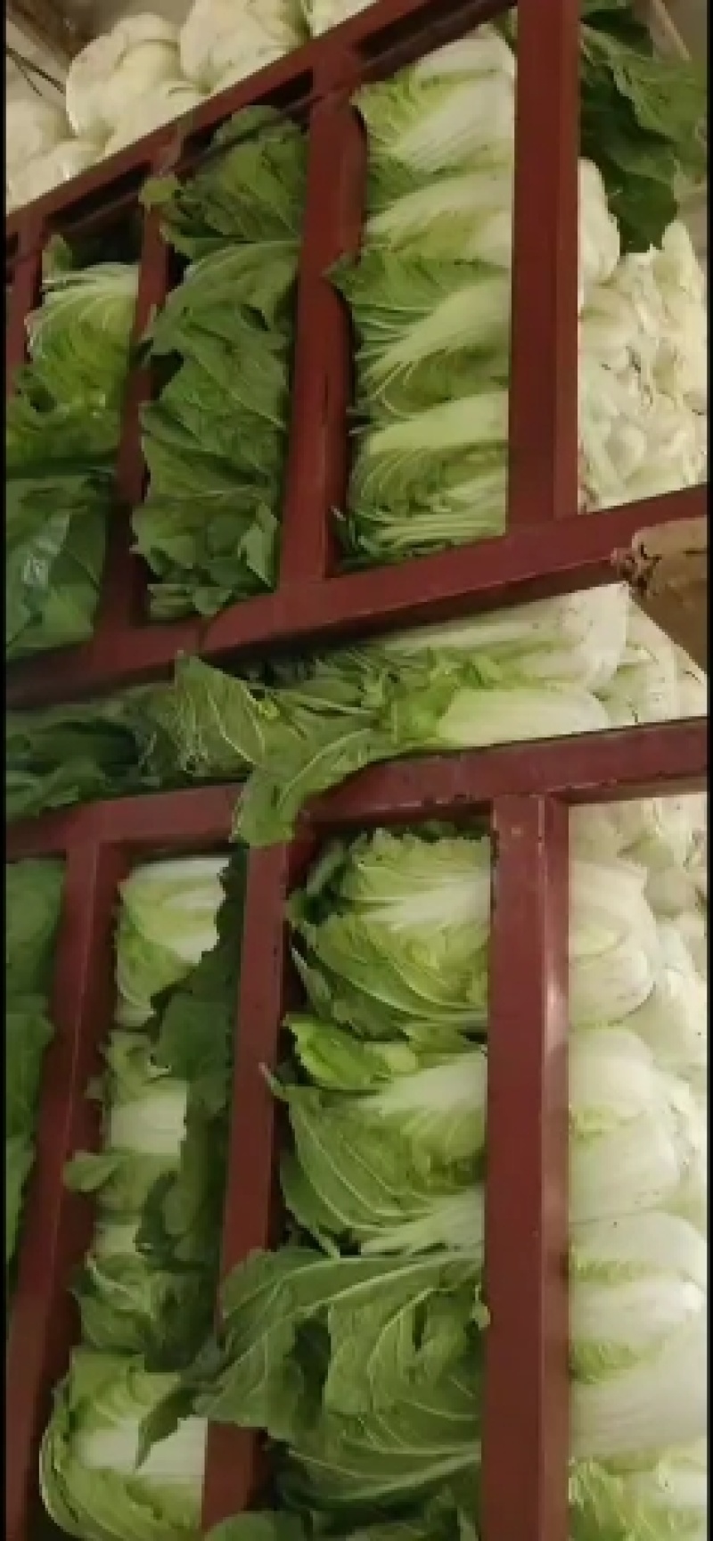 黄心大白菜