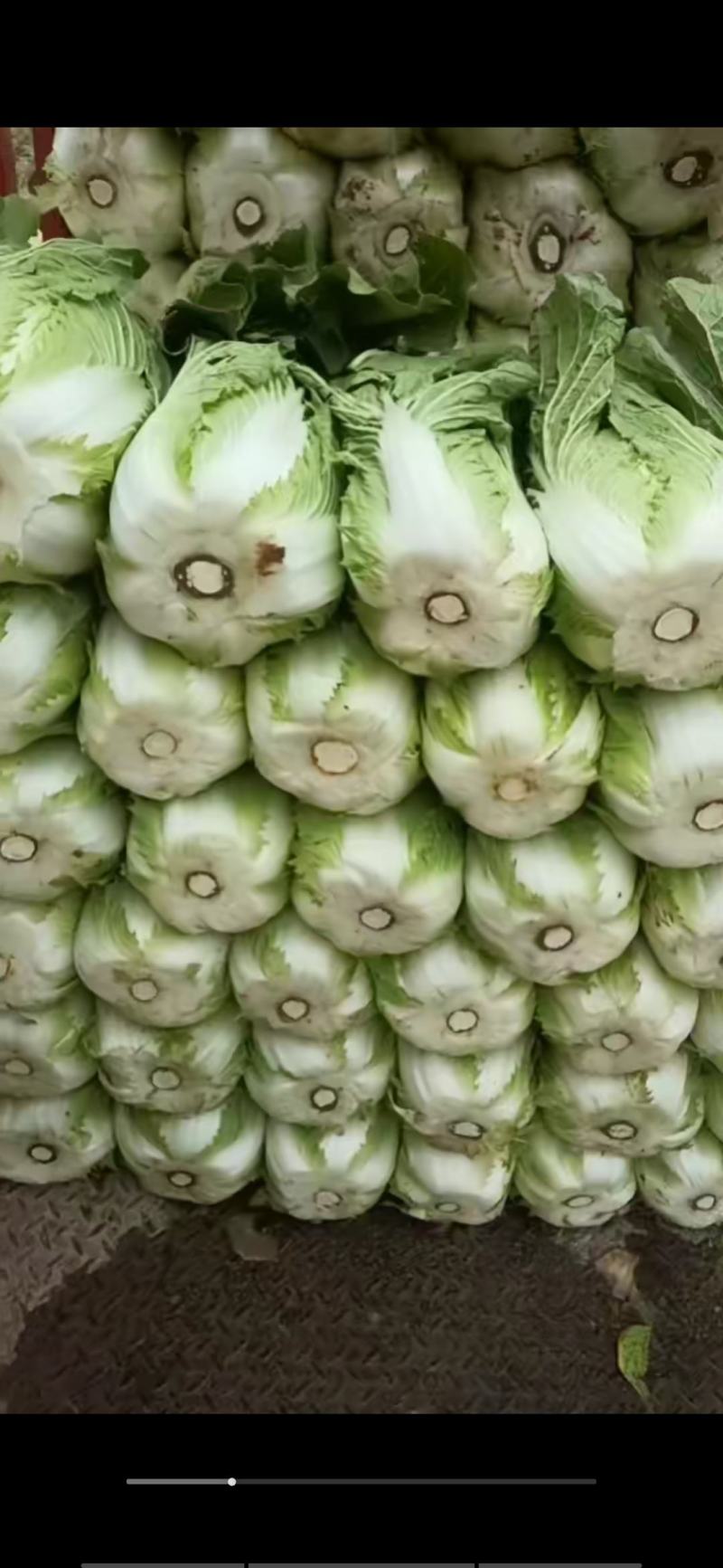 黄心大白菜