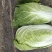 黄心大白菜