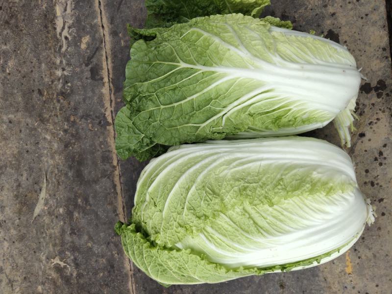 黄心大白菜