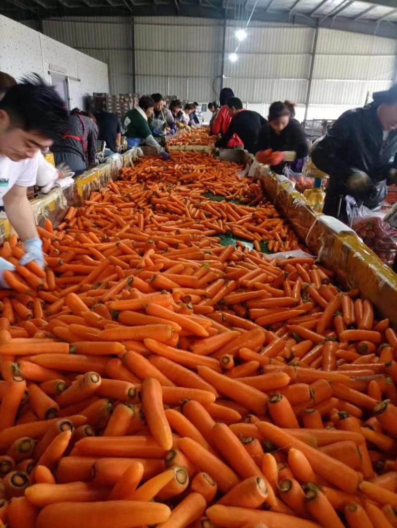 精品三红胡萝卜开封胡萝卜北京包水洗加工代收代发