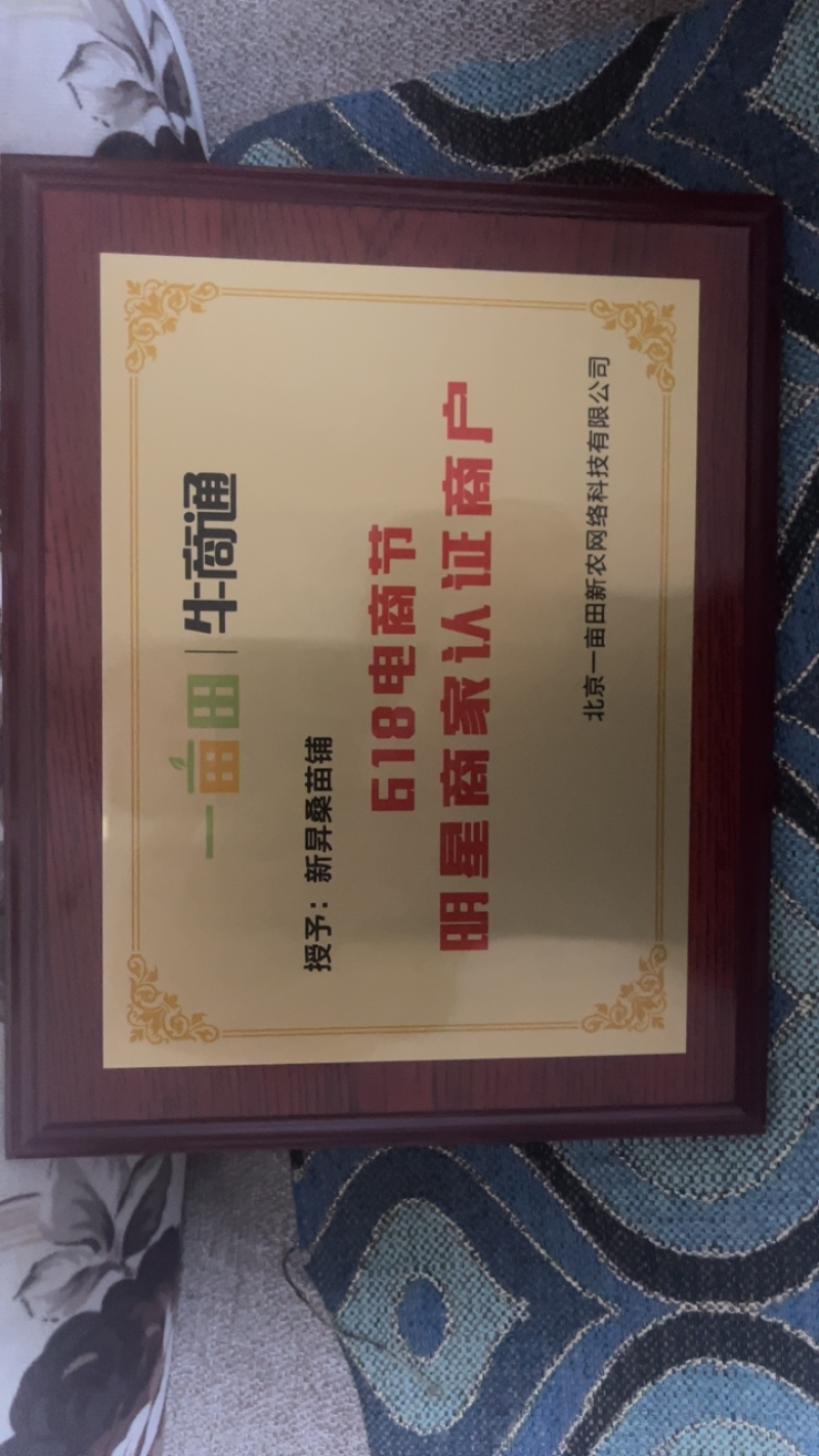 有好货桑树苗，水果苗新品种香金葚一年嫁接苗保质量，保存活