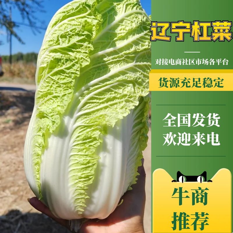 【热卖中】精品杠菜黄心白菜大量有货实力供货对接商超