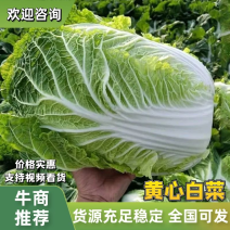 【好货】精品辽宁白菜杠菜大量现货保质保量可对接商超市场