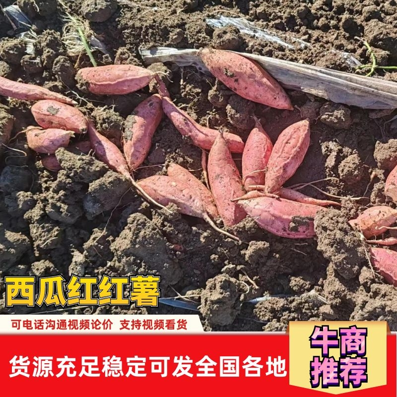 【好货】精品西瓜红红薯粉糯香甜无丝无裂承接各大平台