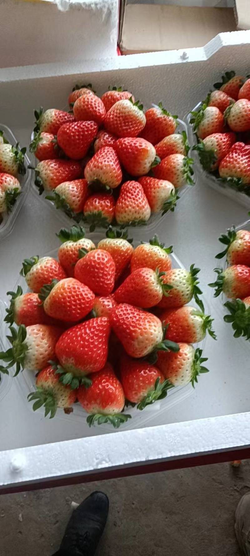 精品天仙醉草莓草莓基地直发品质保证一手货源