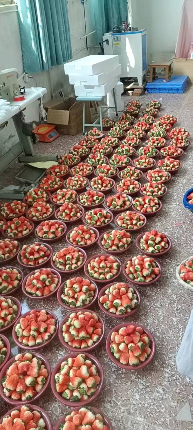 精品天仙醉草莓草莓基地直发品质保证一手货源