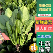 精选新鲜菠菜大量现货产地直发供应全国市场批发商
