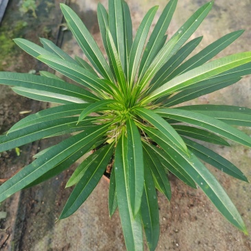 霸王树，非洲霸王树，棒槌树