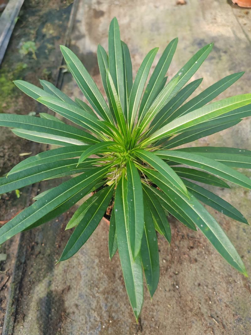 霸王树，非洲霸王树，棒槌树
