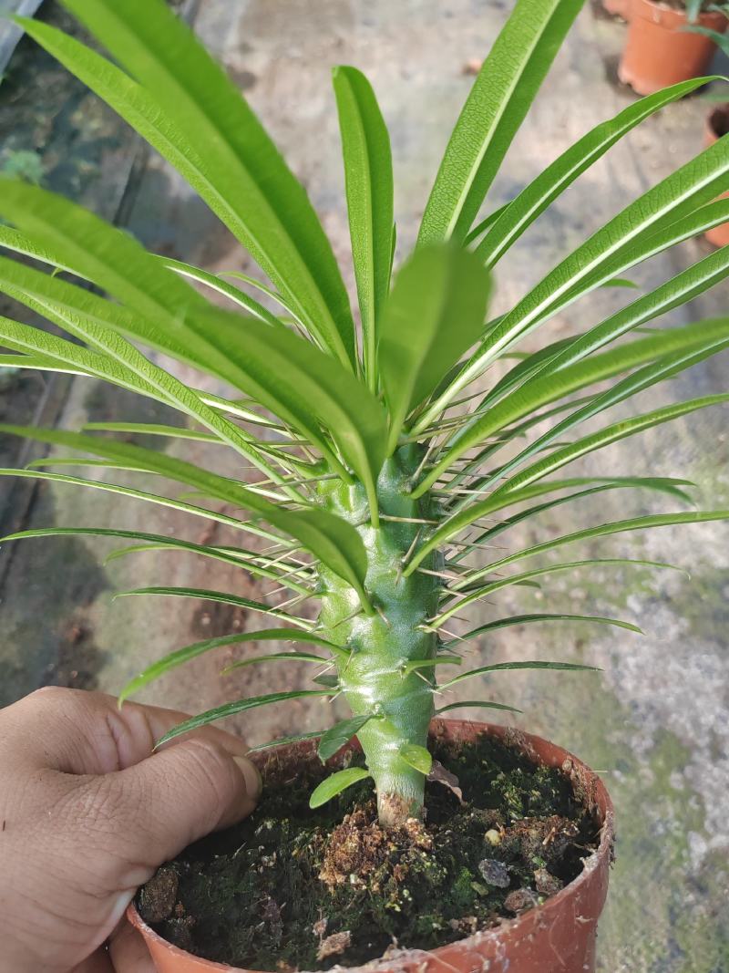 霸王树，非洲霸王树，棒槌树