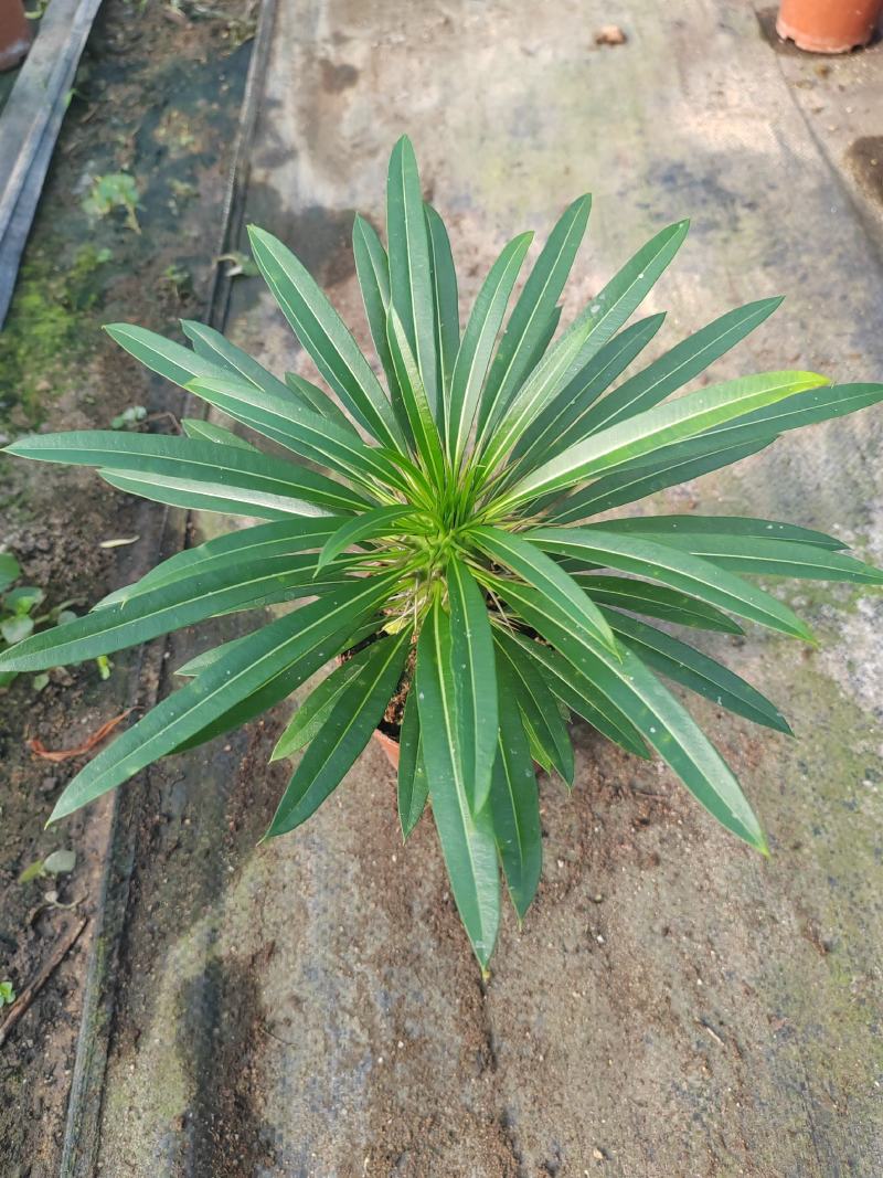 霸王树，非洲霸王树，棒槌树