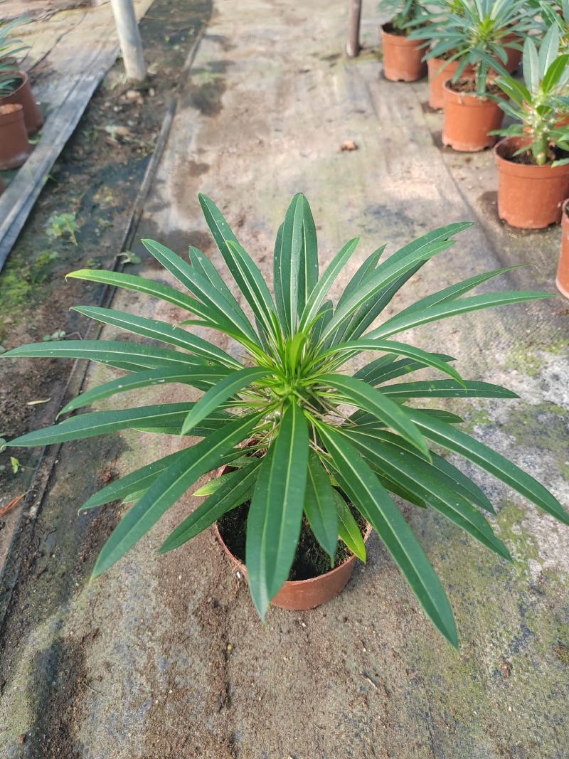 霸王树，非洲霸王树，棒槌树