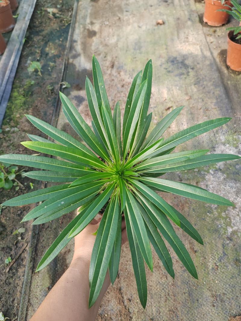 霸王树，非洲霸王树，棒槌树