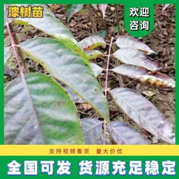 长期供应漆树苗，地径03至1.2cm，高度20至120公