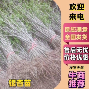 80公分至2米高的银杏小苗，基地常年直供，规格分拣多样化