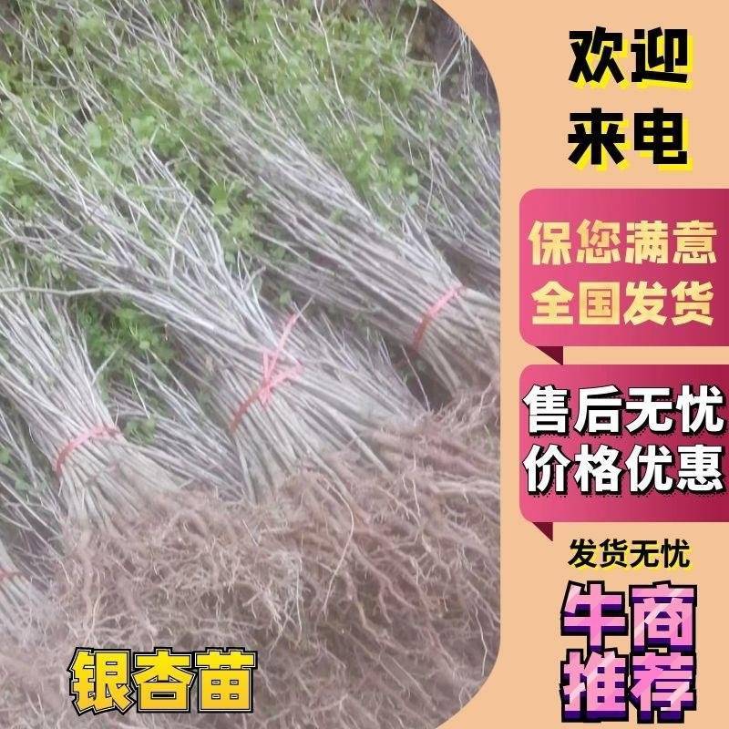 80公分至2米高的银杏小苗，基地常年直供，规格分拣多样化