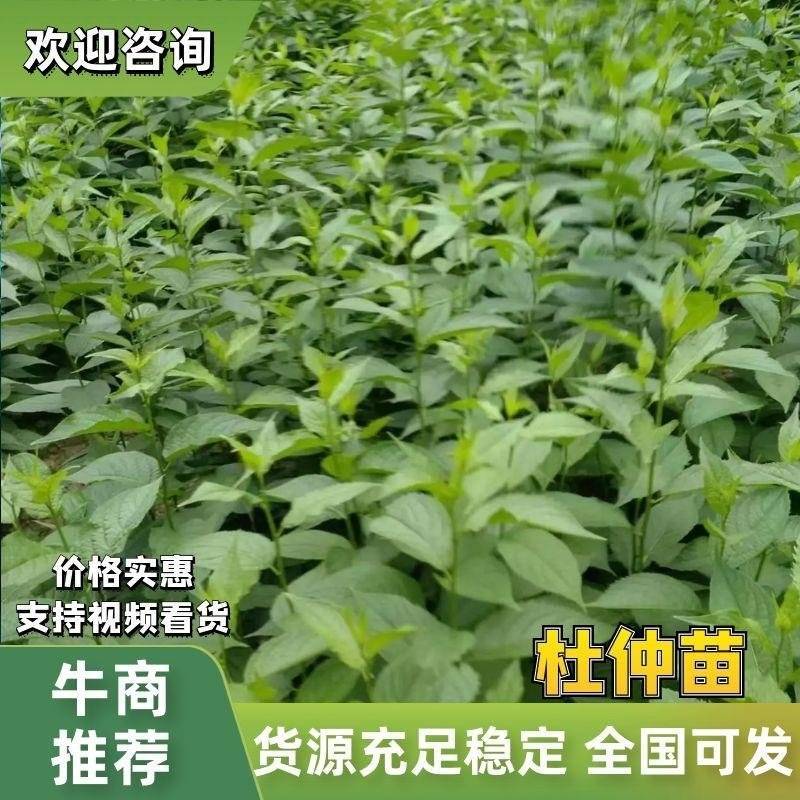 一至二年杜仲小苗，生长旺势，供应量充足。