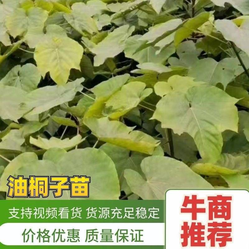 油桐子苗，地径0.6Cm以上的苗每株0.6，需要的联系。