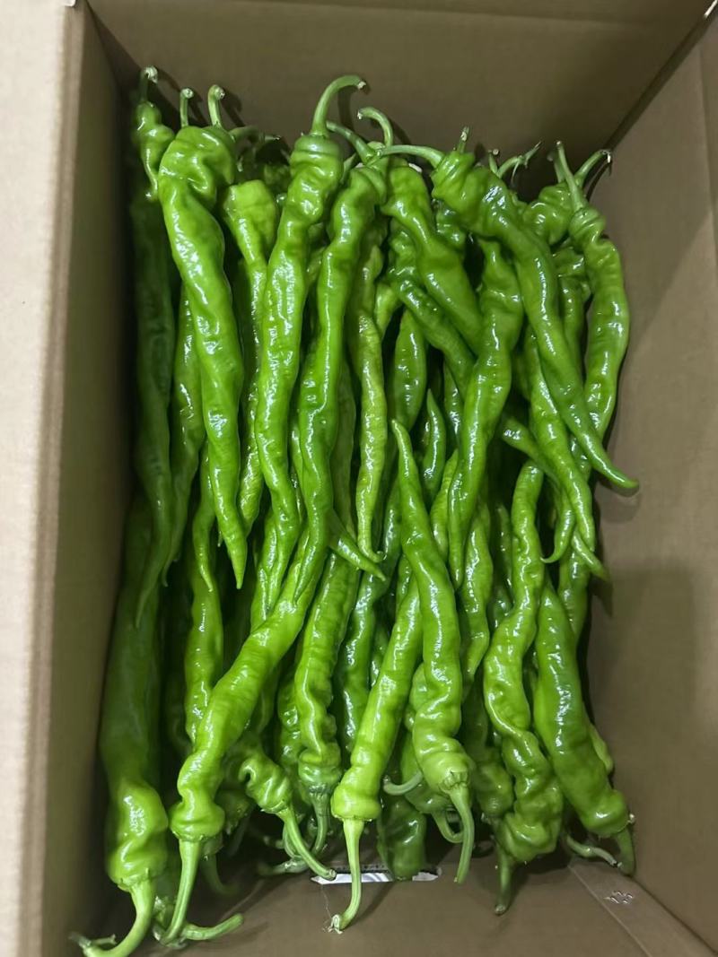 精品贵州螺丝椒