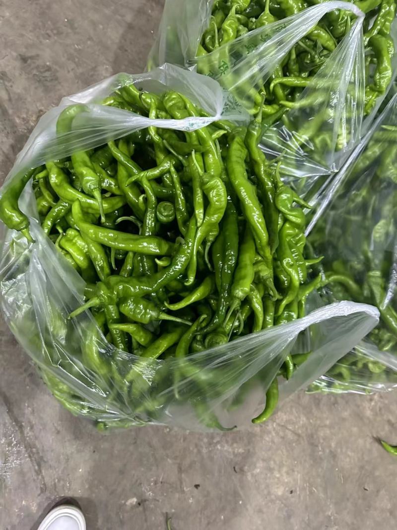 精品贵州螺丝椒