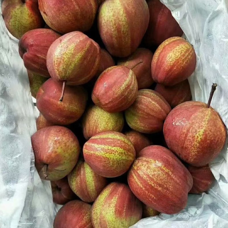 陕西冷库彩虹梨供应，冷库彩虹梨批发价格，一手货源