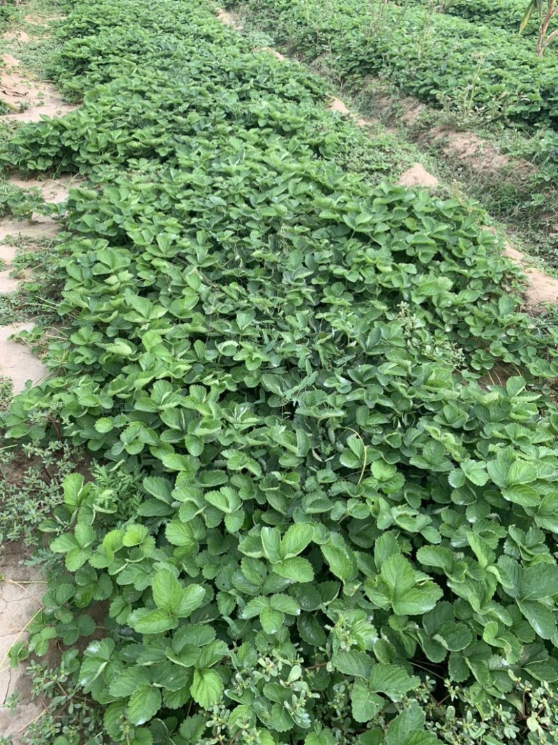 甜茶理法兰帝红颜久久宁玉天仙醉京藏香粉玉2号