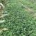 甜茶理法兰帝红颜久久宁玉天仙醉京藏香粉玉2号