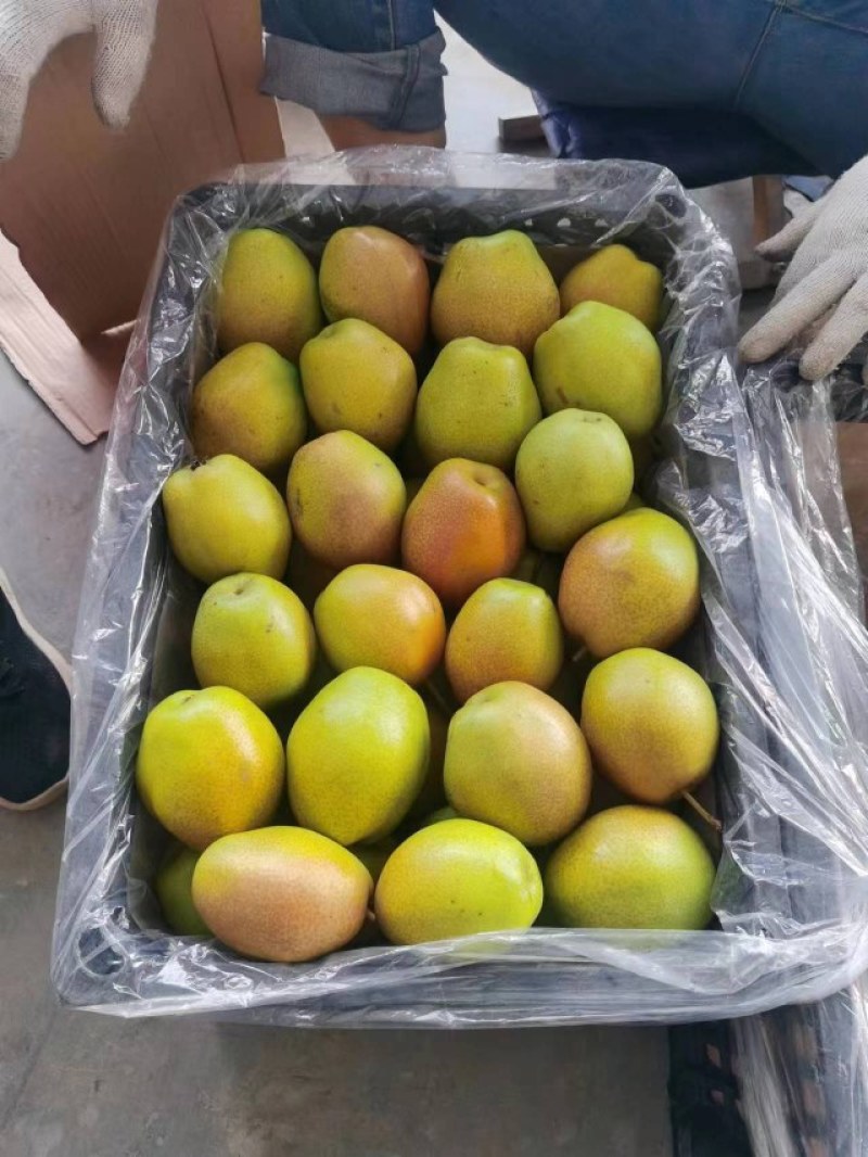 库尔勒香梨价格，香梨批发