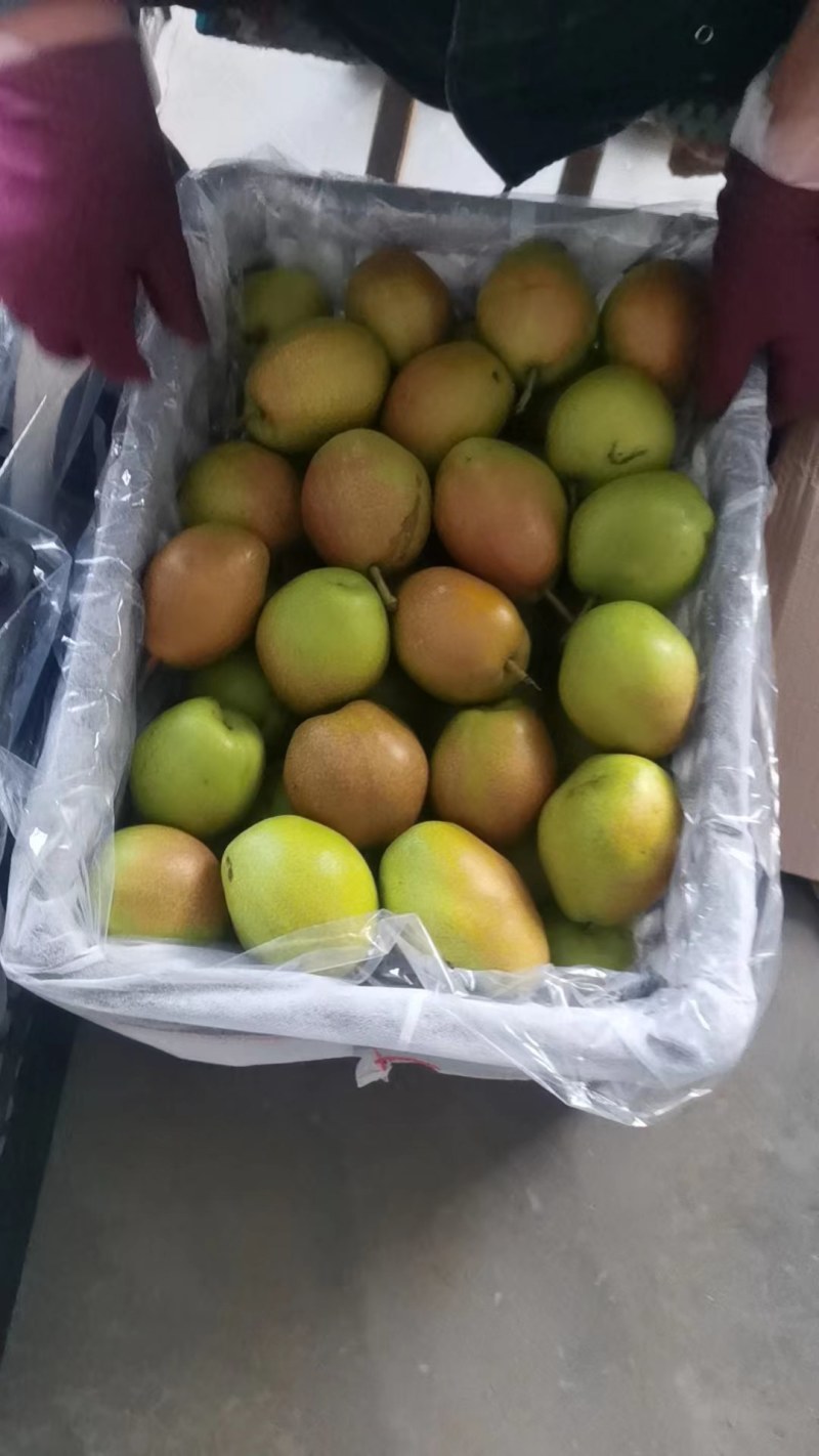 库尔勒香梨价格，香梨批发