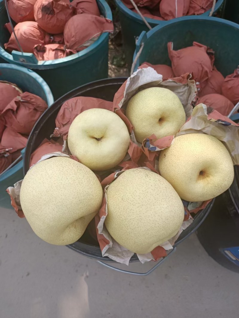 库尔勒香梨价格，香梨批发