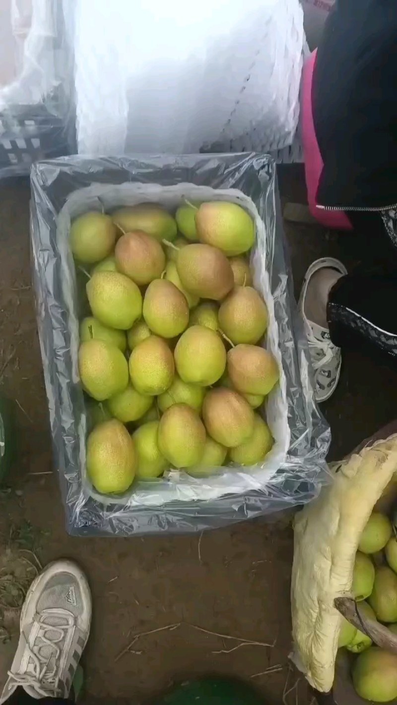 库尔勒香梨价格，香梨批发