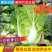 【精选】优质夏阳白菜,颜色新鲜,个头韵,无虫洞,无花边