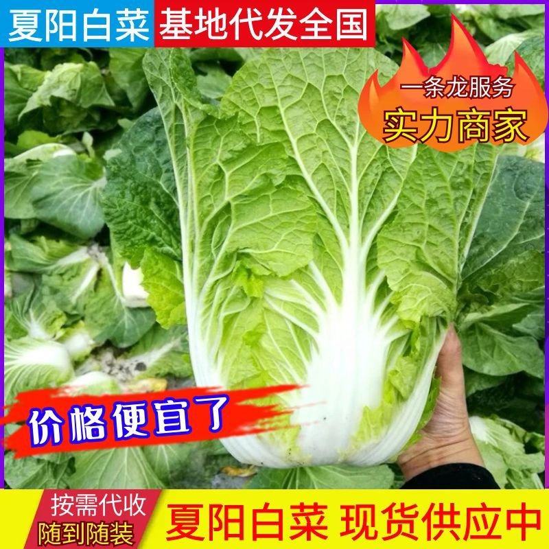 【精选】优质夏阳白菜，颜色新鲜，个头韵，无虫洞，无花边
