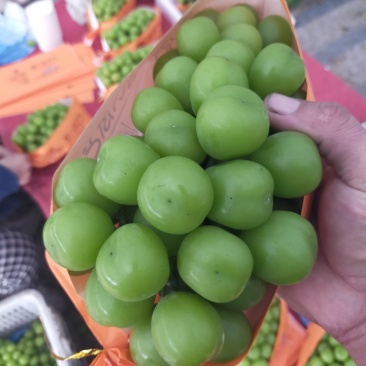 带奔驰标的阳光玫瑰