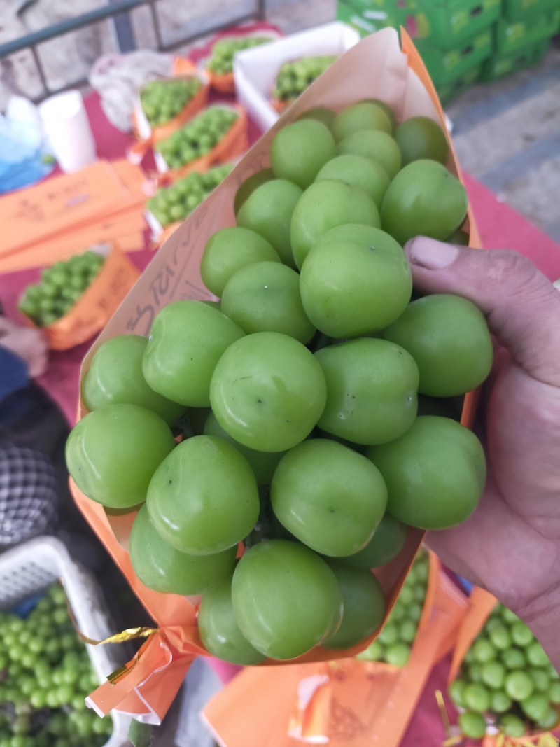 带奔驰标的阳光玫瑰