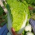 【精选】优质夏阳白菜,颜色新鲜,个头韵,无虫洞,无花边
