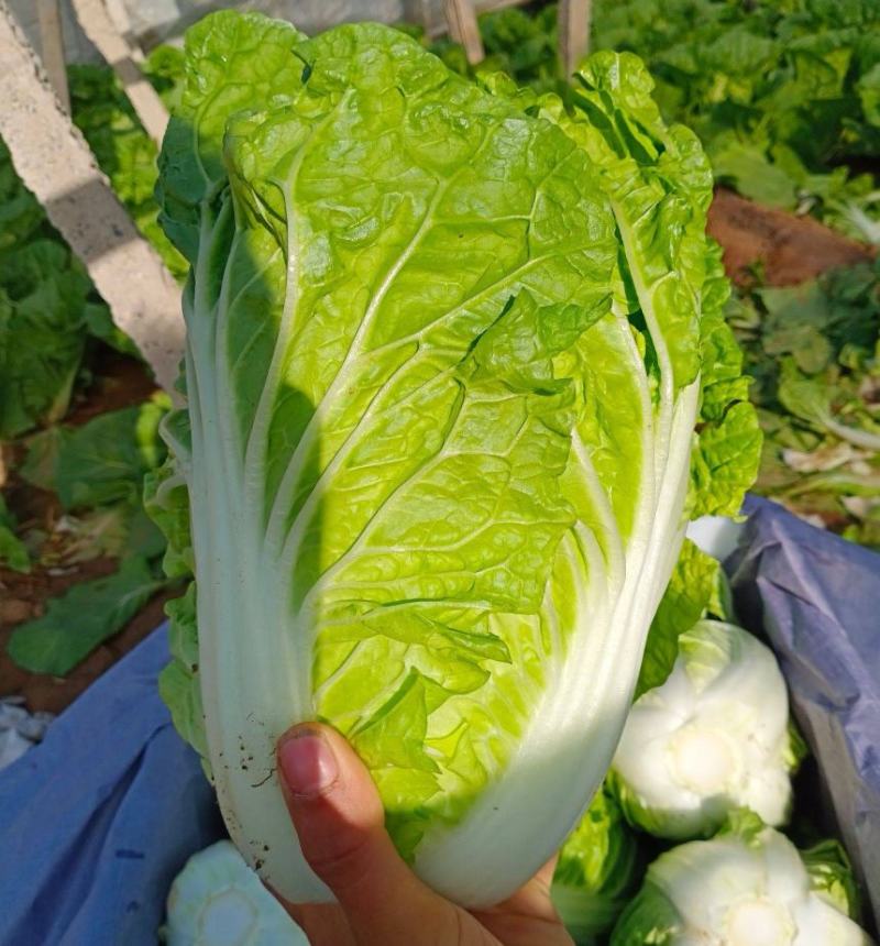 【精选】优质夏阳白菜，颜色新鲜，个头韵，无虫洞，无花边