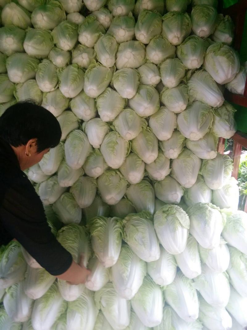 【精选】优质夏阳白菜，颜色新鲜，个头韵，无虫洞，无花边