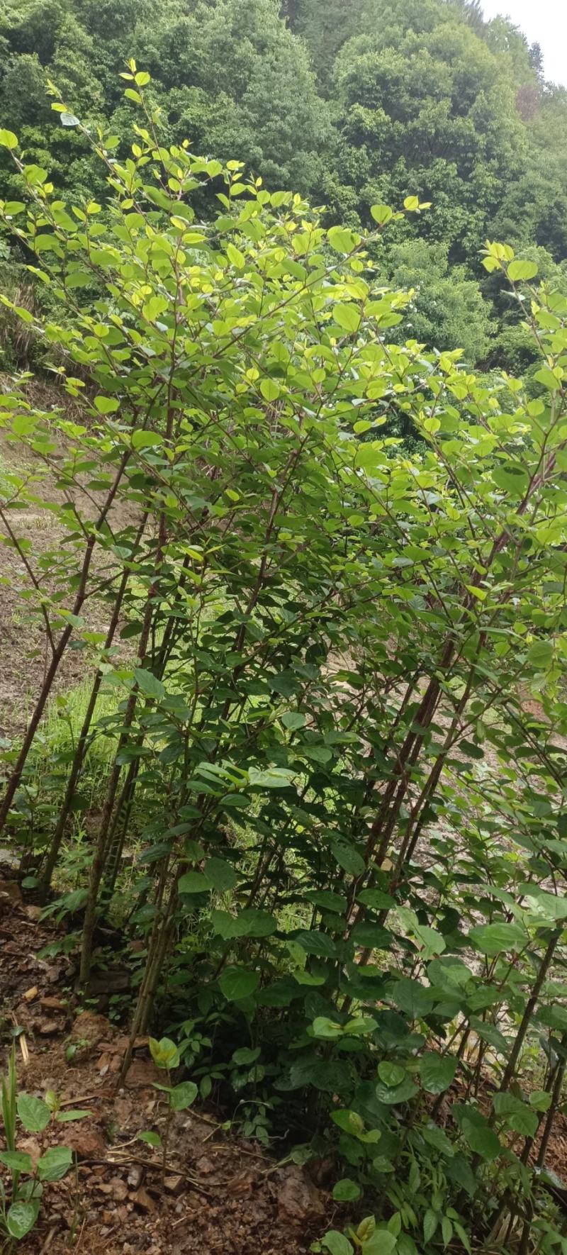 有质虎扙苗产量高易管理