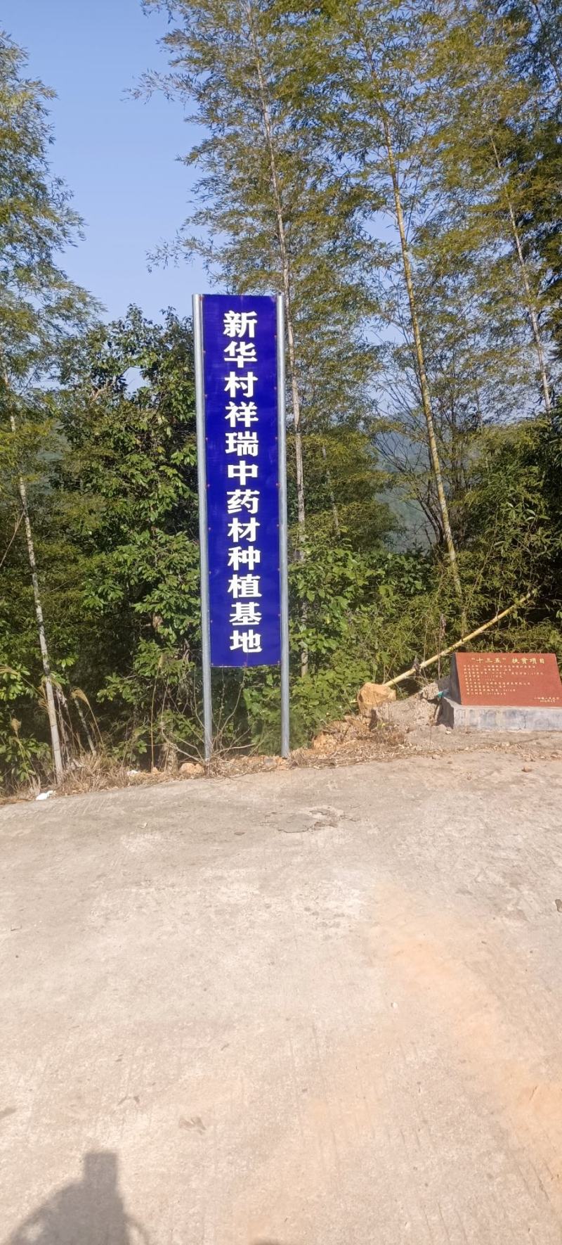 有质虎扙苗产量高易管理