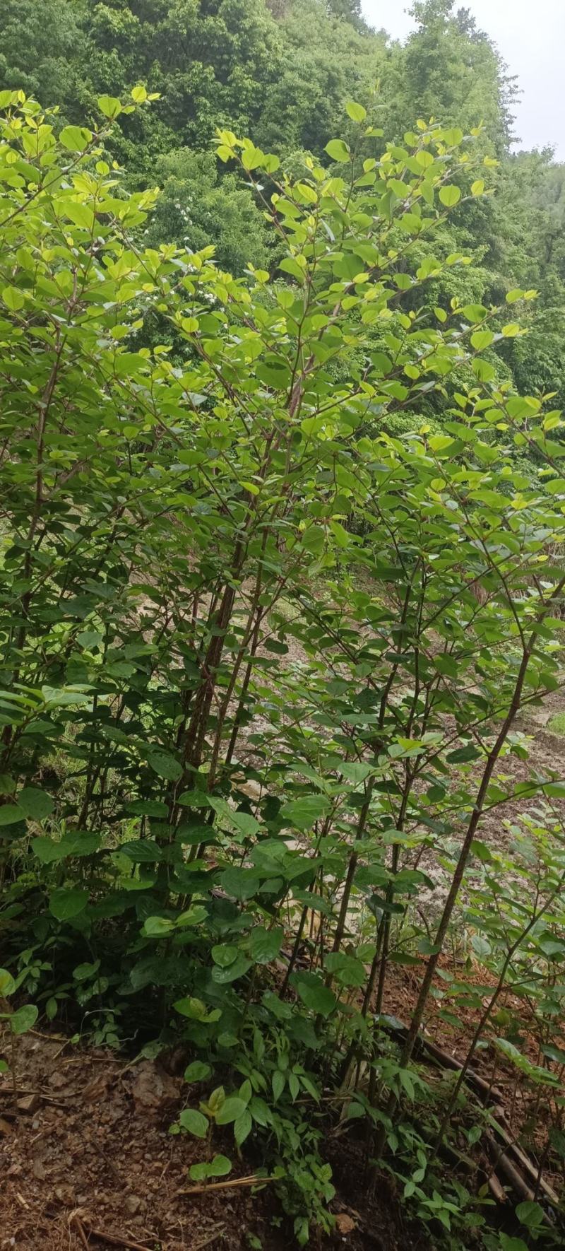 有质虎扙苗产量高易管理