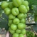 实力供货辽宁辽南精品阳光玫瑰葡萄